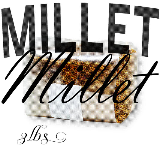 Sterilized Millet Grains